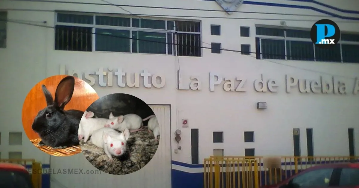 Animal Cruelty Allegations at Puebla School: FGE Opens Investigation After Shocking Classroom Incident