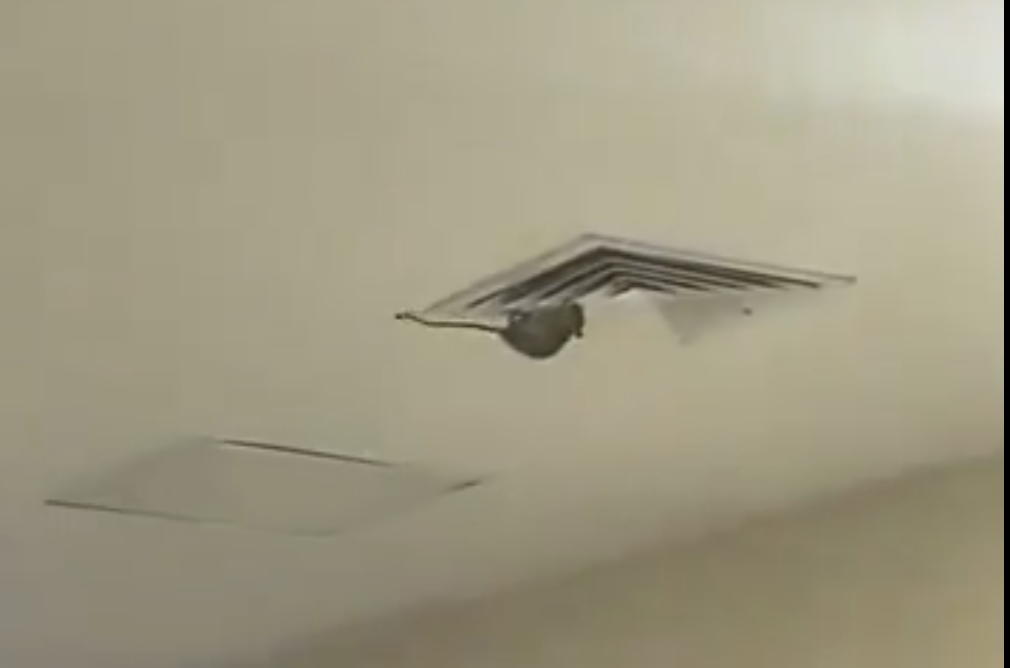 Rat spotted in IMSS ducts in Ciudad Obregón sparks sanitation concerns