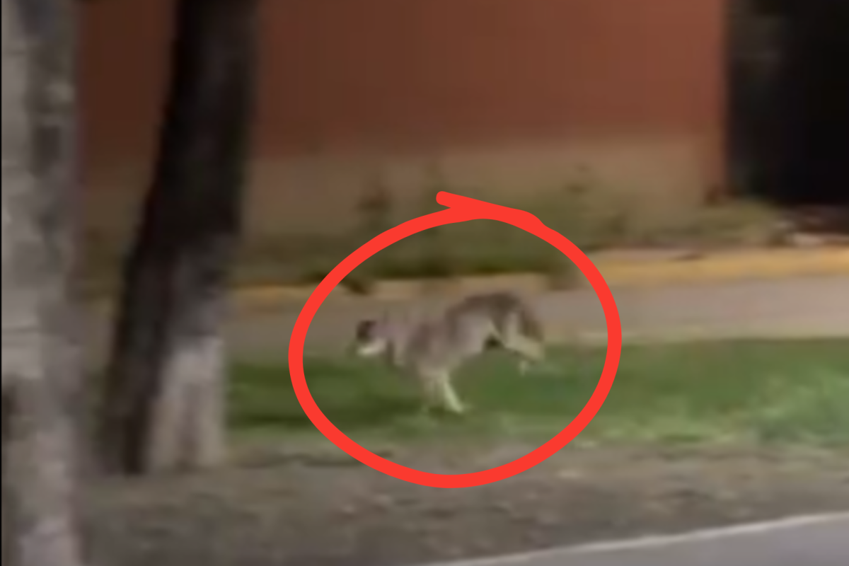 Coyote Spotted in Urban Area of San Nicolás de los Garza: What It Means for City Life