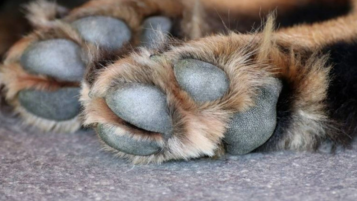 Judge in Argentina Orders Alimony for Dog After Divorce, Recognizing Pets as Family Members