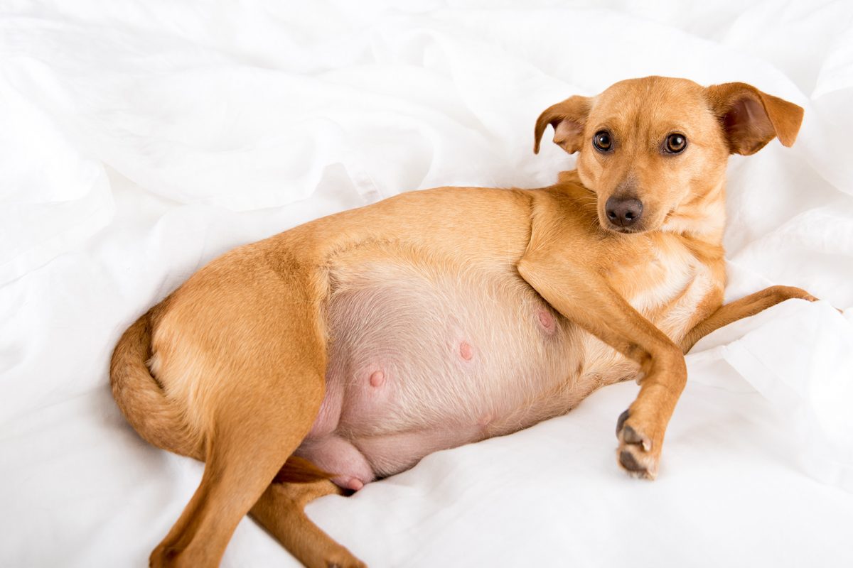 First Case of Botfly Infestation in Puebla City Leads to Euthanasia of Pregnant Dog
