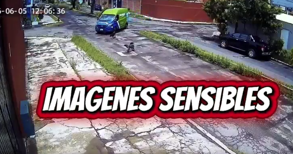 Water Delivery Driver Caught Running Over a Dog in Puebla Sparks Outrage