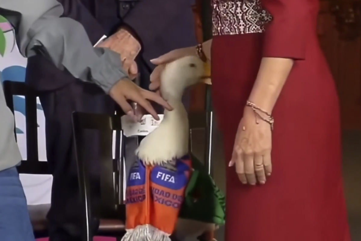 Viral Video Shows Pato Merlín Pecking President Sheinbaum During Morning Conference