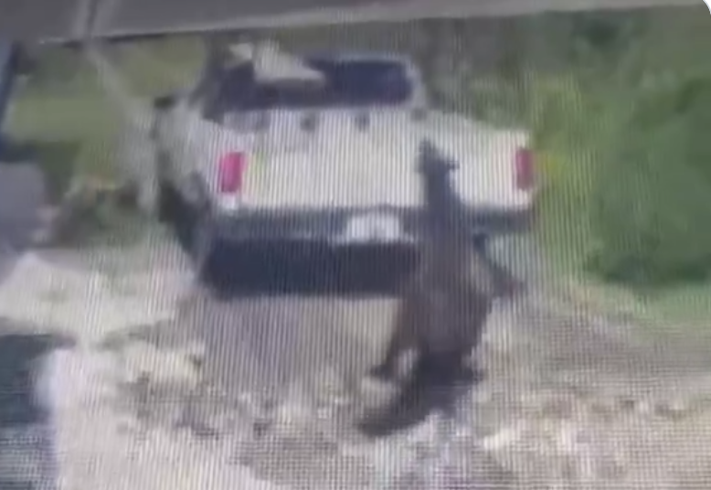 Horse Dragged by Truck in Texmelucan Sparks Outrage and Calls for Justice