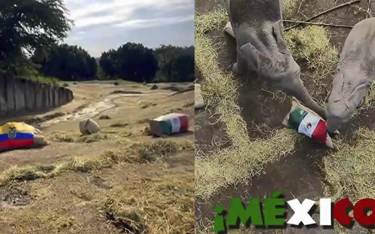 Elephants at Africam Safari Predict Mexico’s Win Over Ecuador in World Cup Match