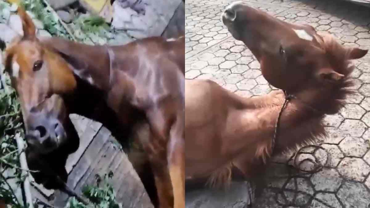 Drunk Driver Hits Rider and Horse in Hueytamalco: Authorities Delay Critical Care for Injured Animal