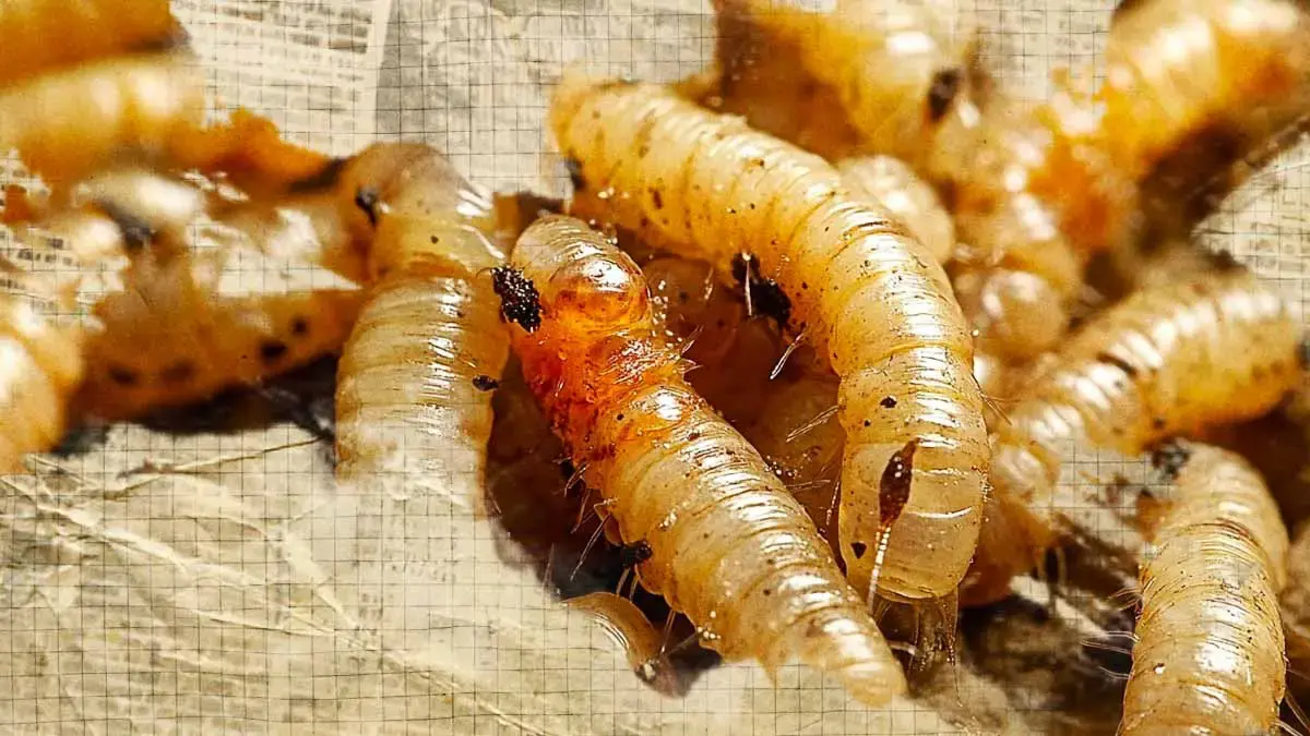 Puebla Leads Mexico in Active Screwworm Cases, Dogs Most Affected Species as of June 20, 2026