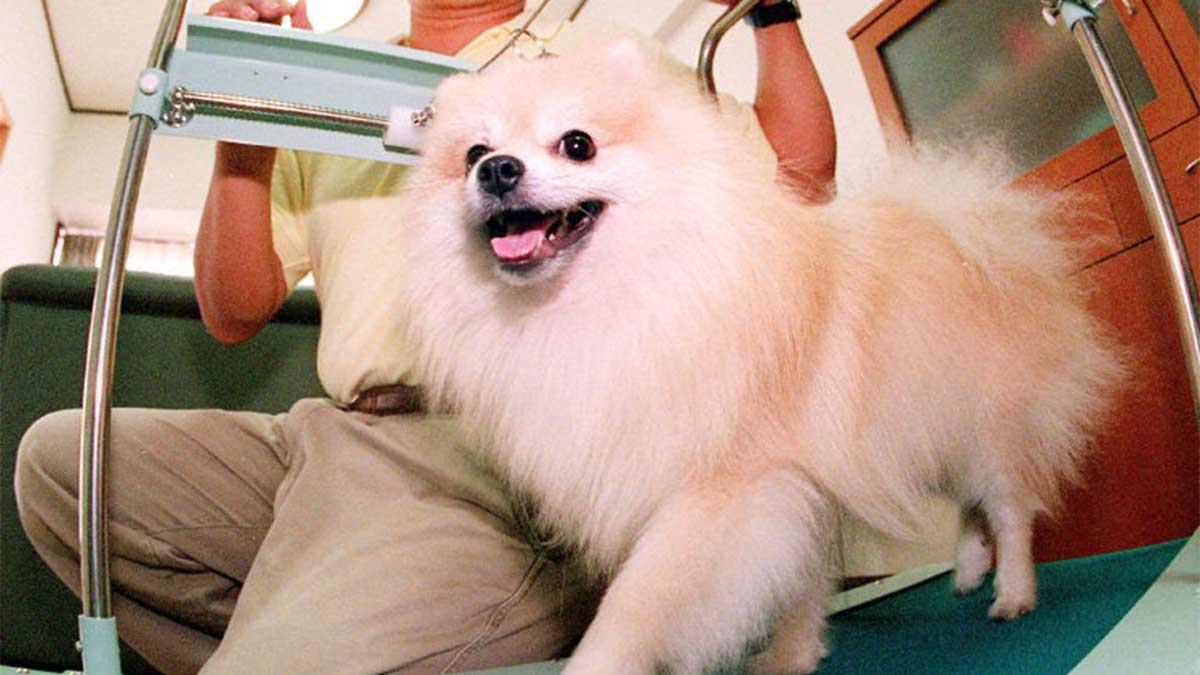 Pomeranian Puppy Dies at Pet Spa in Roma-Condesa: What We Know So Far