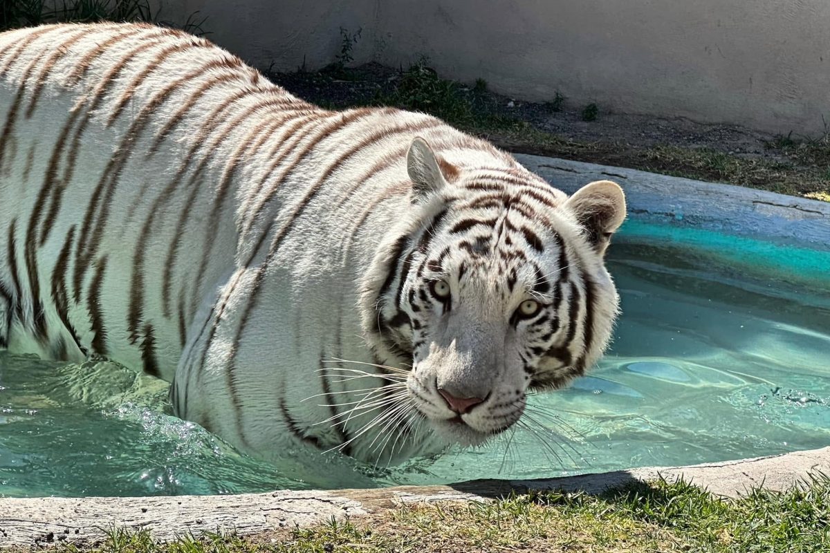 White Tiger on the Loose in EdoMex: What You Need to Know About the Search and Safety Measures
