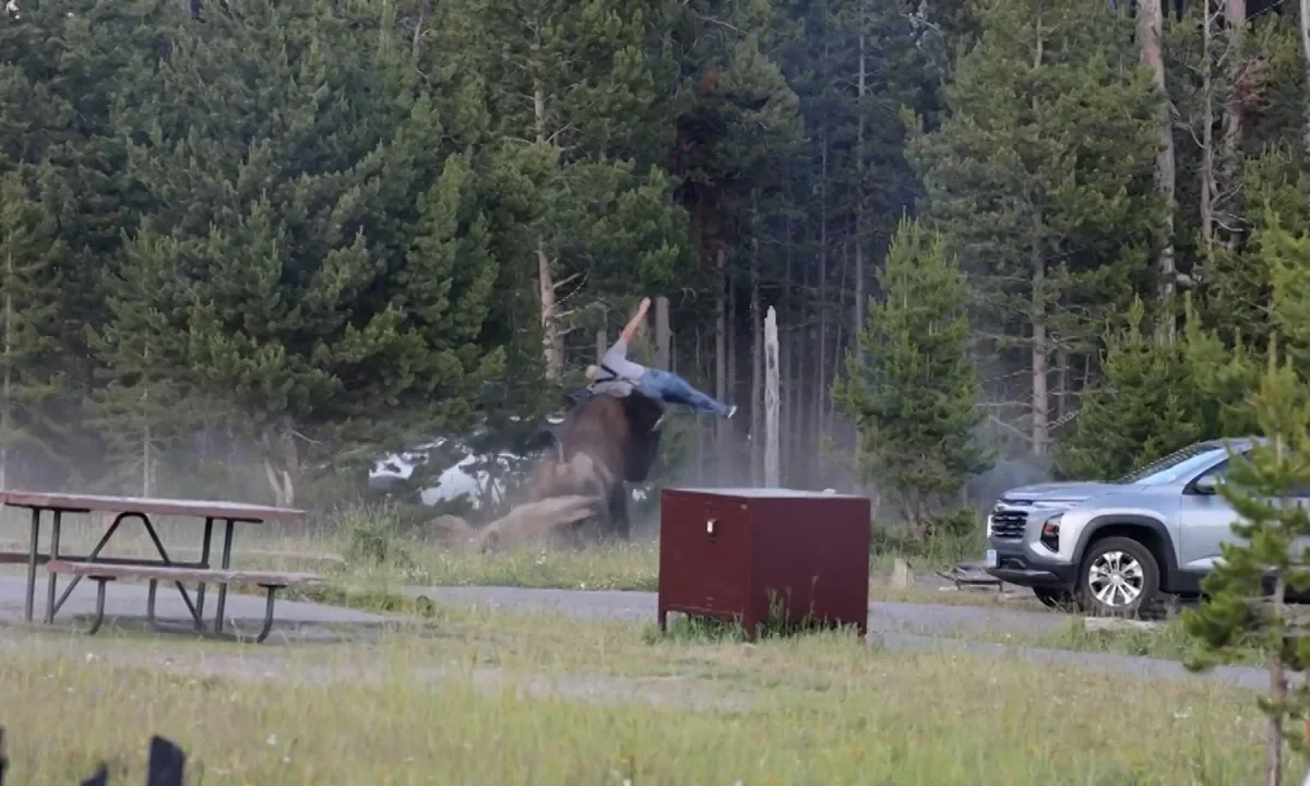 Man thrown into the air by bison attack at Yellowstone National Park