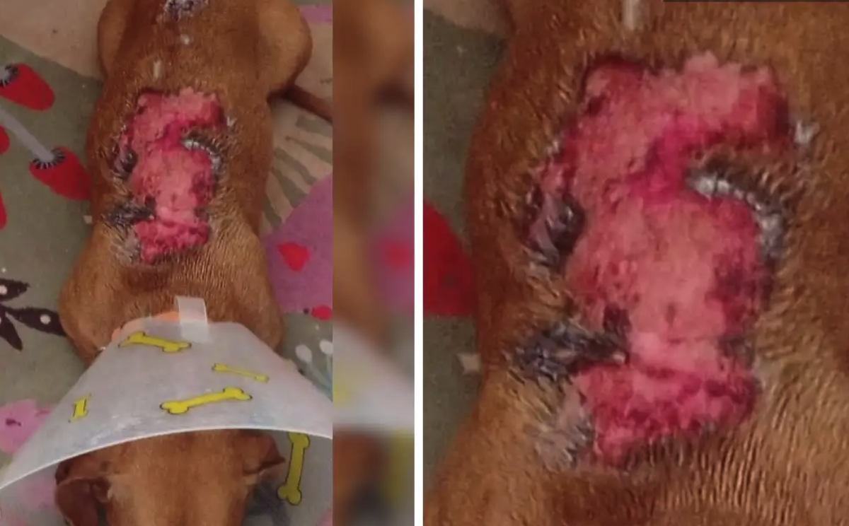 Neighbor Burns Dog with Boiling Water After Barking Incident in South Puebla