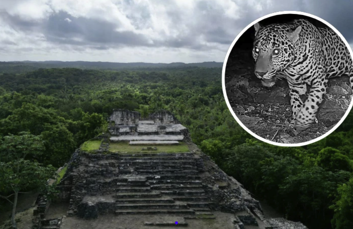 Jaguar Spotted Near Ancient Maya Ruins in Quintana Roo: What This Means for Conservation