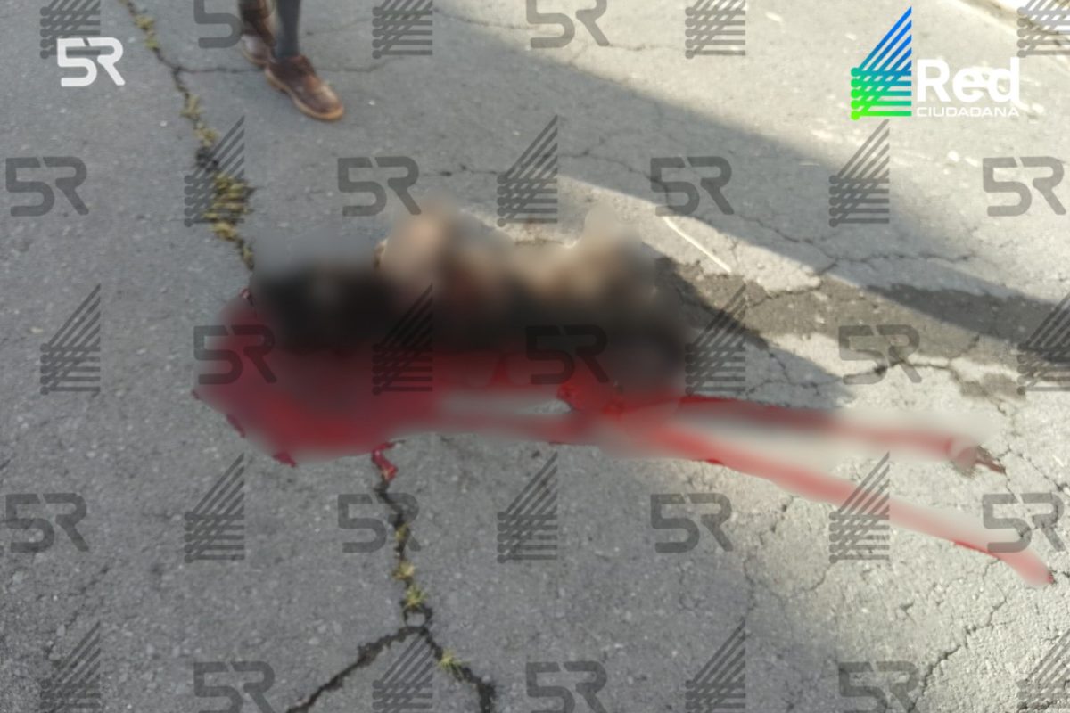 Another Intentional Dog Hit-and-Run Sparks Outrage in Puebla: Neighbors Demand Justice