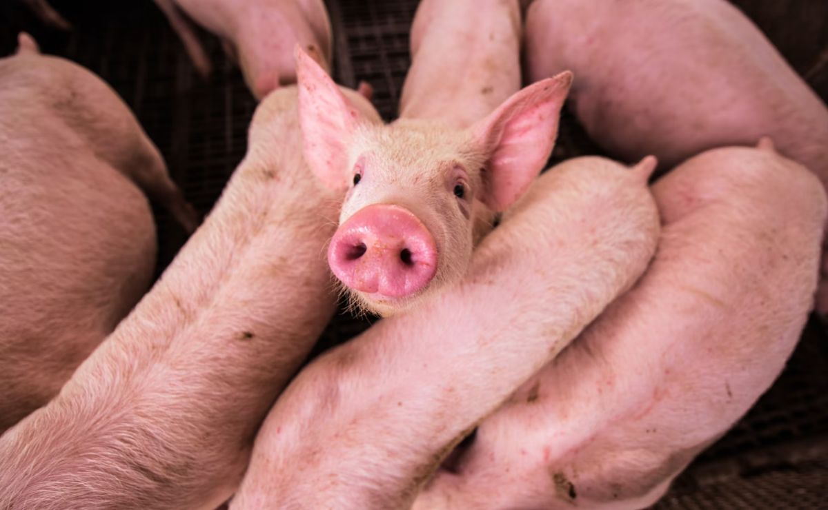Latin America’s First Cloned Pig for Organ Transplants Is Born in Argentina