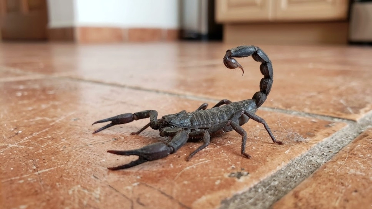 Scorpion Sightings Rise Across Puebla Neighborhoods: What You Need to Know