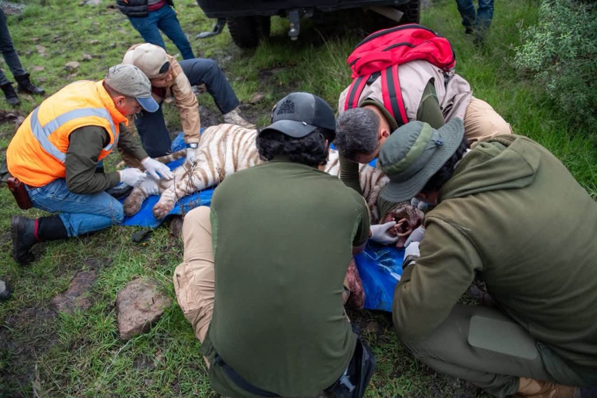 Tiger Kenzo Rescued After Five Days on the Run Thanks to Trained Dogs